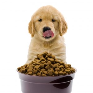 billigt hundefoder